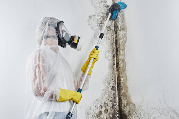 Best Certified Mold Removal  in Hartford, AL